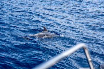 dolphin in ocean in croatia