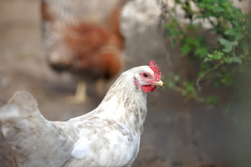 White chicken with red scallops close-up on a blurred background of green grass