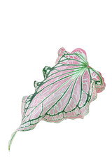 Obraz na płótnie Canvas Pink and Green Caladium bicolor leaf isolated on white background with clipping path.