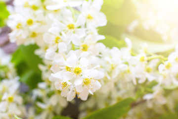 Branches of bird cherries horizontal. Focus is on central part of the image.
