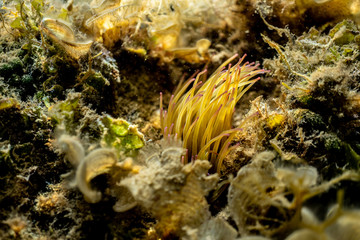 Fototapeta na wymiar Anemonia sulcata, Sea anemone tentacles, Mediterranean sea