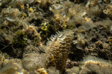 seashell in some ocean gras with the blue ocean in the background, Croatia coast under water photography