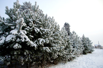 beautiful winter forest landscape