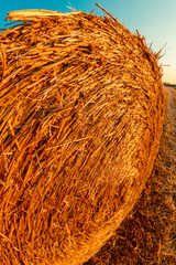 hay bale in the field - countryside and farming concept
