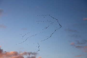 Vogelzug in der Abenddämmerung an der Nordsee bei Neuharlingersiel ( Ostfriesland)