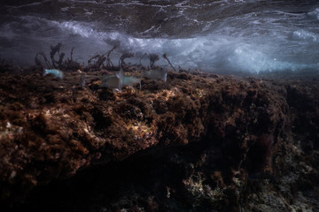 Fototapeta na wymiar Dramatic underwater scene of rough sea with fish swimming in foreground