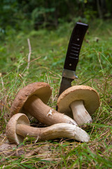 Group of porcini mushrooms (Boletus edulis, cep, penny bun, porcino or king bolete) with knife on...