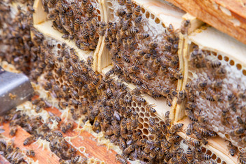 Close up view of working bees on honeycomb with sweet honey.