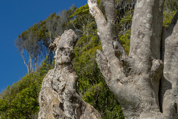 Fototapeta na wymiar Puraunui Catlins coast. New Zealand. Trees