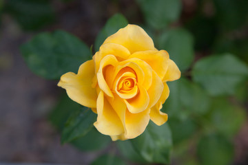 Beautiful yellow rose growing in the garden.