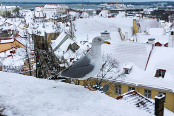 winter photo with a seagull. Seagull on the background of the streets of Tallinn. A closeup of a white sea gull that poses. Unusual beautiful photo. Gray wings and white torso.