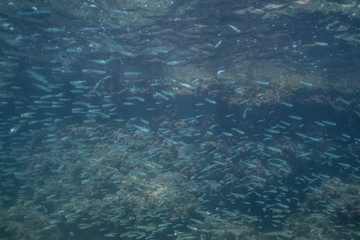 Fototapeta na wymiar school of fish underwater, Huge school of fusiliers on a tropical coral reef in the Mallorca