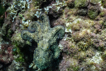 wild octopus under water, beautiful Palma de Mallorca wild life, underwater wildlife Photography, amazing animal Photo