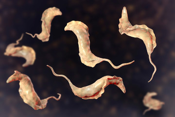 Trypanosoma cruzi parasites, 3D illustration. A protozoan that causes Chagas' disease transmitted to humans by the bite of triatomine bug