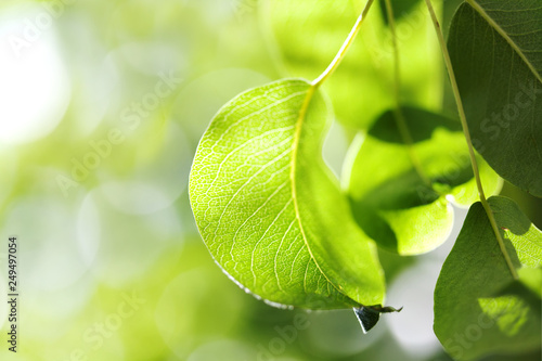 Spring Summer Nature Background With Bright Fresh Green