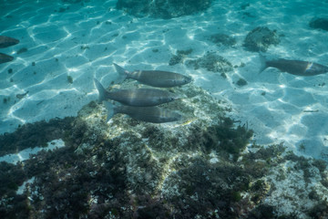 Fototapeta na wymiar school of fish underwater, Underwater shot with sunrays and fishes in deep tropical sea, Tropical sea underwater shot