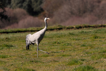 Common crane. Grus grus