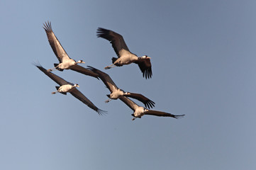 Common crane. Grus grus