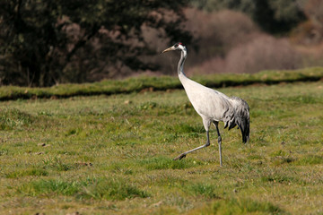 Common crane. Grus grus