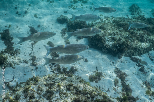 School Of Fish Underwater Underwater Shot With Sunrays And