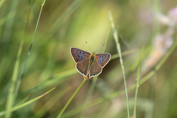 Lycaenidae / İsli Bakır / / Lycaena tityrus