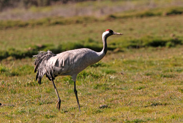 Common crane. Grus grus