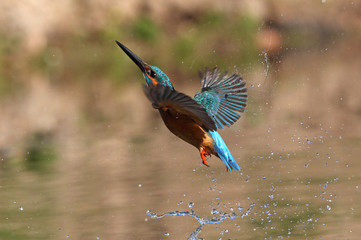 Adult male of Common kingfisher, Alcedo atthis