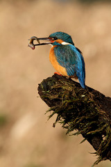 Fototapeta premium Adult male of Common kingfisher. Alcedo atthis