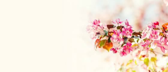 Springtime sunny day floral mockup with blooming pink flowers branch. Soft light natural freshness spring nature blossoming landscape. macro view, copy space