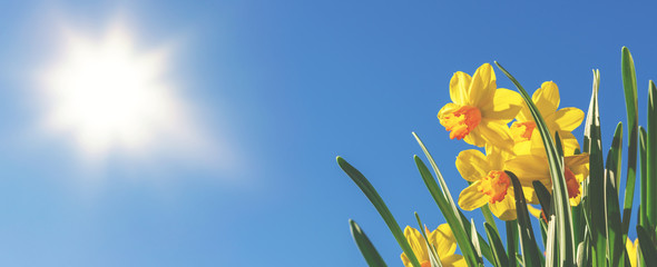 Frühlingsbanner oder Hintergrund: gelbe Narzissen vor blauem Himmel und strahlender Sonne