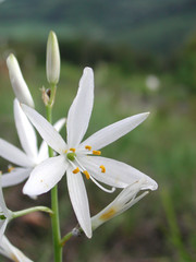 Anthericum liliago