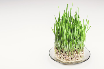 Green wheat sprouts on glass plate, copy space. Healthy food.