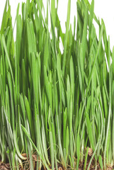 Green wheat sprouts, closeup. Healthy food.