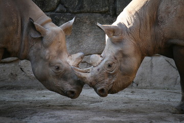 ヒガシクロサイ（Eastern Black Rhinoceros）