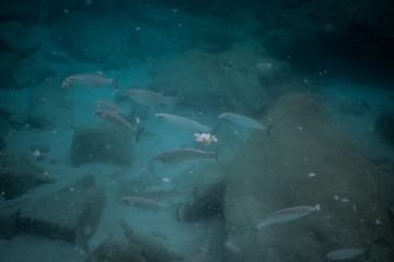shoal of fish underwater in the sea eating some bread 