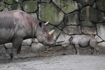 ヒガシクロサイの親子（サイ、Eastern Black Rhinoceros）
