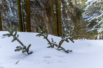 Winterlandschaft Bayerischer Wald - St. Englmar - Pröller
