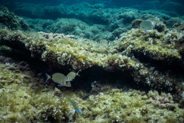 Fototapeta na wymiar small fish close up shot under water in the ocean of Mallorca