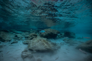 BLUE UNDER WATER, Sea or ocean underwater coral reef
