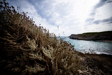 great flowers in front of a beautiful beach in Mallorca Spain, super wide angle shot photography