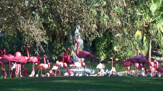 Flamingo Fountain