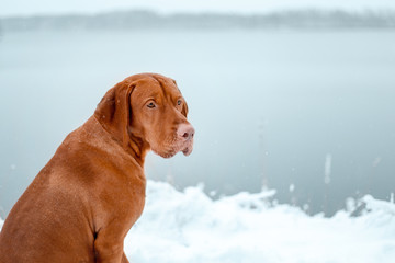 portrait of back Hungarian vyzhla sit on snow in winter forest