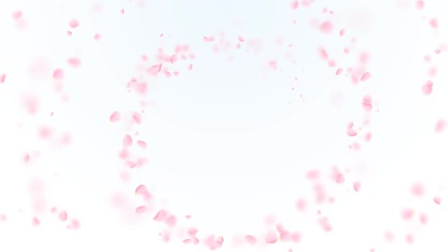 Pink petals of sakura falling on romantic white abstract background. Looped 4K motion spring blossom graphic.