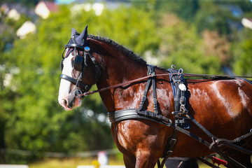 Obraz premium Carriage horse, Shirehorse, tense in single-horse, imin breast sheet tension with Liverpool Kandarre..