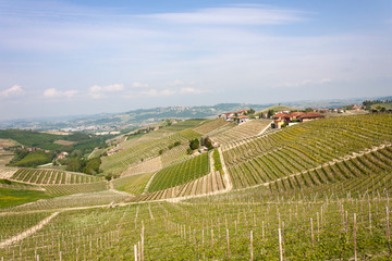 Fototapeta premium Aerial view of the vineyards of Barbaresco, Piedmont.