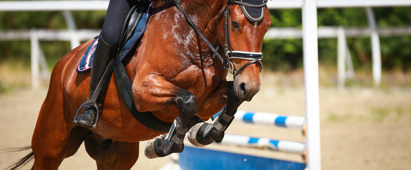 Horse over the jump, close-up of the angled front legs..