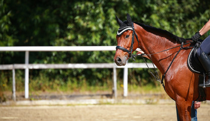 Horse stands in the riding arena and looks into the camera, photographed from the side in the...