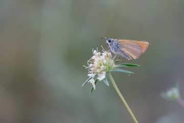 Hesperiidae / Sarı Antenli Zıpzıp / / Thymelicus sylvestris