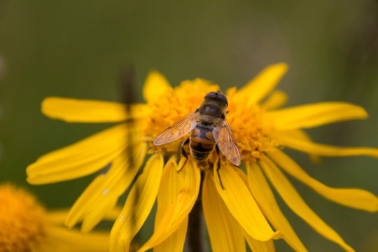 Arnica montana