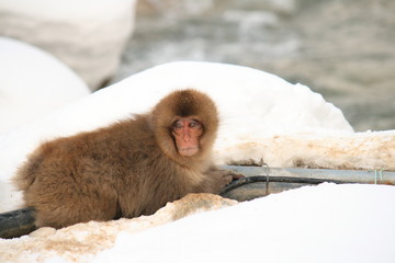 雪の中で温めるニホンザル（Snow Monkey）